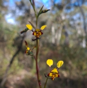 Diuris pardina at Kaleen, ACT - 19 Sep 2021