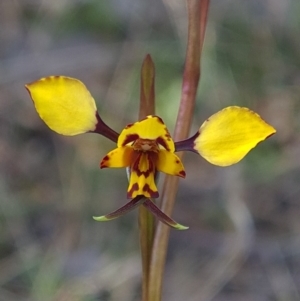 Diuris pardina at Kaleen, ACT - 19 Sep 2021