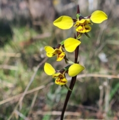 Diuris sp. (hybrid) (Hybrid Donkey Orchid) at Kaleen, ACT - 19 Sep 2021 by RobynHall