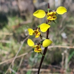 Diuris sp. (hybrid) (Hybrid Donkey Orchid) at Gungaderra Grasslands - 18 Sep 2021 by RobynHall