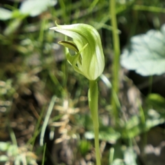 Pterostylis curta (Blunt Greenhood) at Gundaroo, NSW - 25 Sep 2021 by MaartjeSevenster