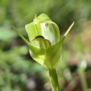 Pterostylis curta at Gundaroo, NSW - suppressed