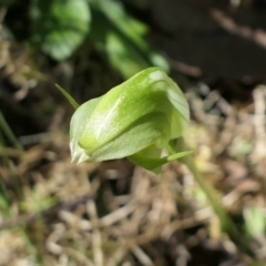 Pterostylis curta at Gundaroo, NSW - 25 Sep 2021