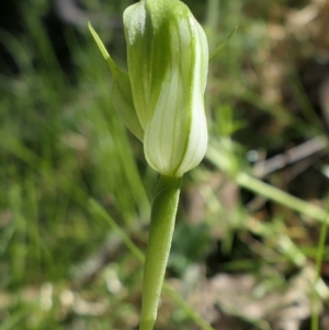 Pterostylis curta at Gundaroo, NSW - suppressed