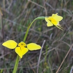 Diuris chryseopsis (Golden Moth) at Gungaderra Grasslands - 18 Sep 2021 by RobynHall