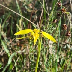 Diuris chryseopsis at Kaleen, ACT - suppressed