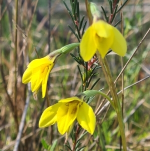 Diuris chryseopsis at Kaleen, ACT - 19 Sep 2021