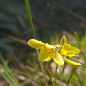 Diuris chryseopsis at Kaleen, ACT - suppressed