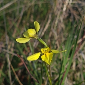 Diuris chryseopsis at Kaleen, ACT - suppressed