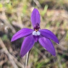 Glossodia major (Wax Lip Orchid) at Gungaderra Grasslands - 18 Sep 2021 by RobynHall