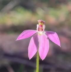 Caladenia carnea (Pink Fingers) at Kaleen, ACT - 18 Sep 2021 by RobynHall