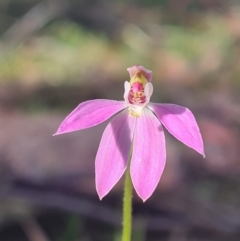 Caladenia carnea (Pink fingers) at Kaleen, ACT - 18 Sep 2021 by RobynHall
