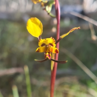 Diuris pardina (Leopard Doubletail) at Crace, ACT - 19 Sep 2021 by RobynHall