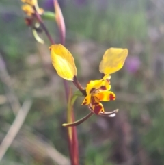 Diuris pardina at Crace, ACT - suppressed