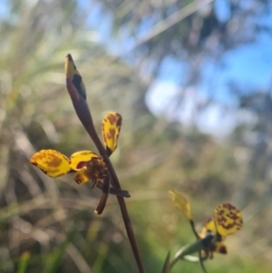 Diuris pardina at Crace, ACT - suppressed