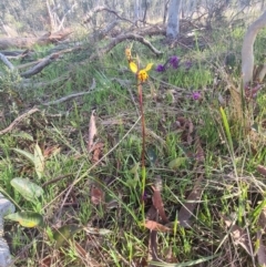 Diuris pardina at Crace, ACT - suppressed