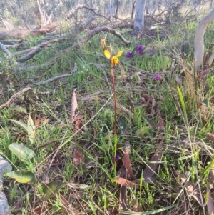 Diuris pardina at Crace, ACT - suppressed