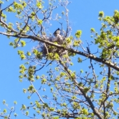 Gymnorhina tibicen (Australian Magpie) at Red Hill, ACT - 25 Sep 2021 by HelenJ