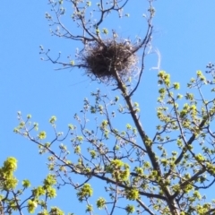 Gymnorhina tibicen at Red Hill, ACT - 25 Sep 2021