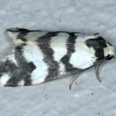 Thallarcha albicollis (Crossed Footman) at Ainslie, ACT - 23 Sep 2021 by jb2602