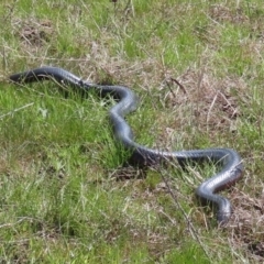 Pseudechis porphyriacus (Red-bellied Black Snake) at Theodore, ACT - 25 Sep 2021 by OwenH