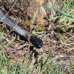Pseudechis porphyriacus (Red-bellied Black Snake) at Denman Prospect, ACT - 25 Sep 2021 by AaronClausen