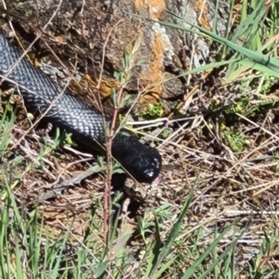 Pseudechis porphyriacus (Red-bellied Black Snake) at Molonglo River Reserve - 25 Sep 2021 by AaronClausen