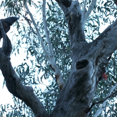 Callocephalon fimbriatum (Gang-gang Cockatoo) at ANBG South Annex - 24 Sep 2021 by jbromilow50