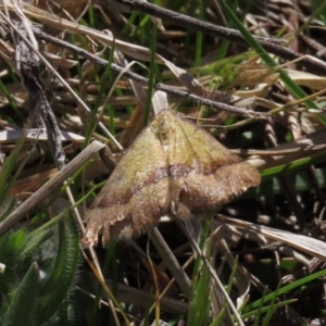 Anachloris subochraria at Theodore, ACT - 25 Sep 2021 12:27 PM