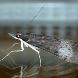 Uresiphita ornithopteralis at Ainslie, ACT - 23 Sep 2021 09:01 PM