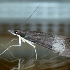 Uresiphita ornithopteralis at Ainslie, ACT - 23 Sep 2021