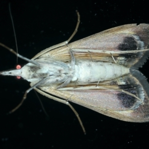 Uresiphita ornithopteralis at Ainslie, ACT - 23 Sep 2021