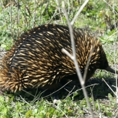 Tachyglossus aculeatus (Short-beaked Echidna) at Mount Ainslie - 23 Sep 2021 by jbromilow50