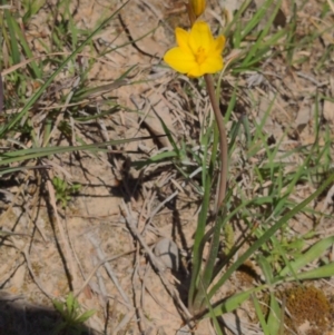 Bulbine sp. at Kambah, ACT - 25 Sep 2021 12:29 PM