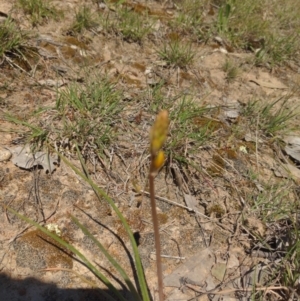 Bulbine sp. at Kambah, ACT - 25 Sep 2021