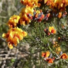 Dillwynia sp. Yetholme (P.C.Jobson 5080) NSW Herbarium at Googong, NSW - 25 Sep 2021 by Wandiyali