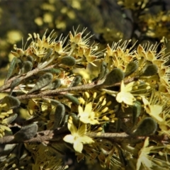 Phebalium squamulosum subsp. ozothamnoides (Alpine Phebalium, Scaly Phebalium) at Pine Island to Point Hut - 25 Sep 2021 by JohnBundock