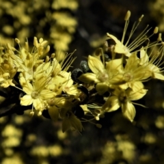 Phebalium squamulosum subsp. ozothamnoides at Bonython, ACT - 25 Sep 2021