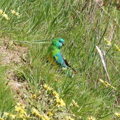 Psephotus haematonotus (Red-rumped Parrot) at Tallangatta, VIC - 24 Sep 2021 by KylieWaldon