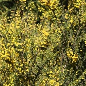 Acacia paradoxa at Chiltern, VIC - 25 Sep 2021