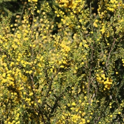 Acacia paradoxa (Kangaroo Thorn) at Chiltern, VIC - 25 Sep 2021 by KylieWaldon