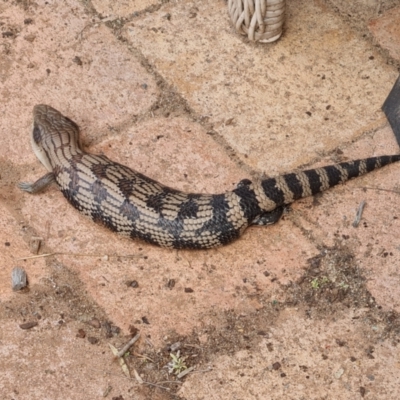 Tiliqua scincoides scincoides (Eastern Blue-tongue) at Isaacs, ACT - 25 Sep 2021 by Mike