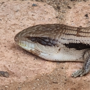 Tiliqua scincoides scincoides at Isaacs, ACT - 25 Sep 2021