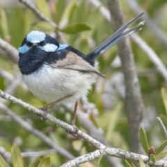 Malurus cyaneus (Superb Fairywren) at Googong, NSW - 20 Sep 2021 by WHall