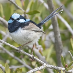 Malurus cyaneus at Googong, NSW - 20 Sep 2021