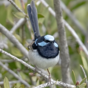 Malurus cyaneus at Googong, NSW - 20 Sep 2021