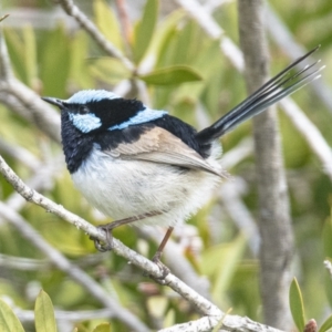 Malurus cyaneus at Googong, NSW - 20 Sep 2021