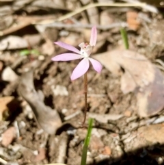 Caladenia fuscata (Dusky Fingers) at Point 5827 - 25 Sep 2021 by goyenjudy