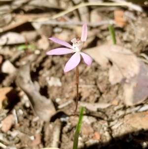 Caladenia fuscata at Point 5827 - 25 Sep 2021