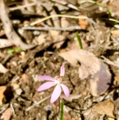 Caladenia fuscata at Point 5827 - 25 Sep 2021